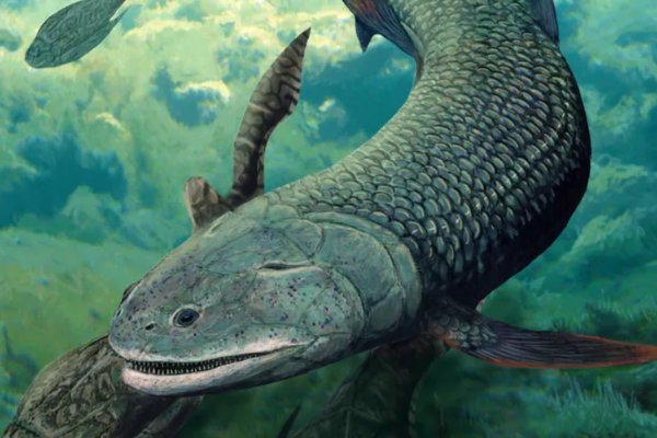 Peixe com presas de 380 milhões de anos é encontrado na Austrália