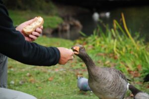 Por que você não deve dar pão para os patos nos parques?