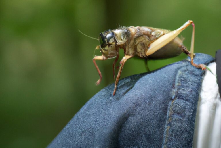 Quanto de sapiens e quanto de grilo?