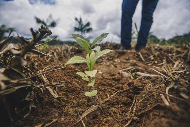 Reflorestamento é combinado com agricultura familiar na região amazônica