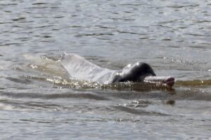 Rio Araguaia está contaminado por agrotóxicos
