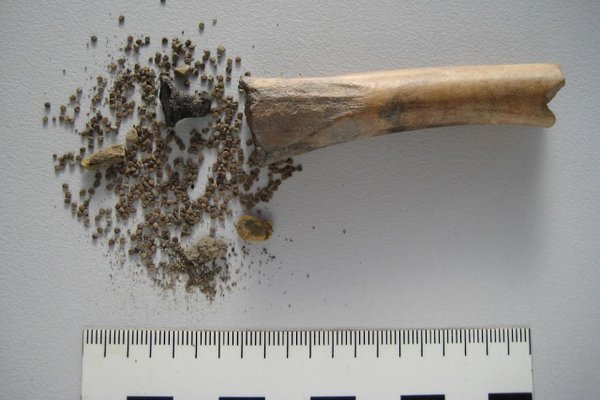 Sementes alucinógenas utilizadas na Roma Antiga são encontradas dentro de ossos animais