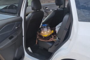 Ucranianas flagradas com ovos de arara-de-lear devem ficar no Brasil durante investigações