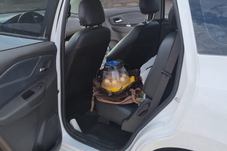 Ucranianas flagradas com ovos de arara-de-lear devem ficar no Brasil durante investigações