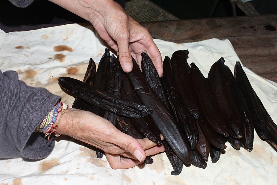 Amazônia entra na rota de pesquisa que busca espécies de baunilhas brasileiras