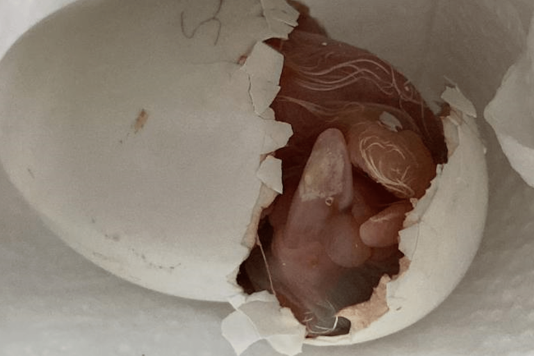 Arara-azul-de-lear nasce no Zoológico de São Paulo 