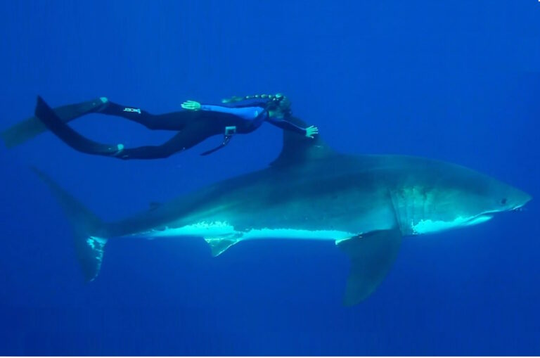 As ciências oceânicas precisam reconhecer mais mulheres