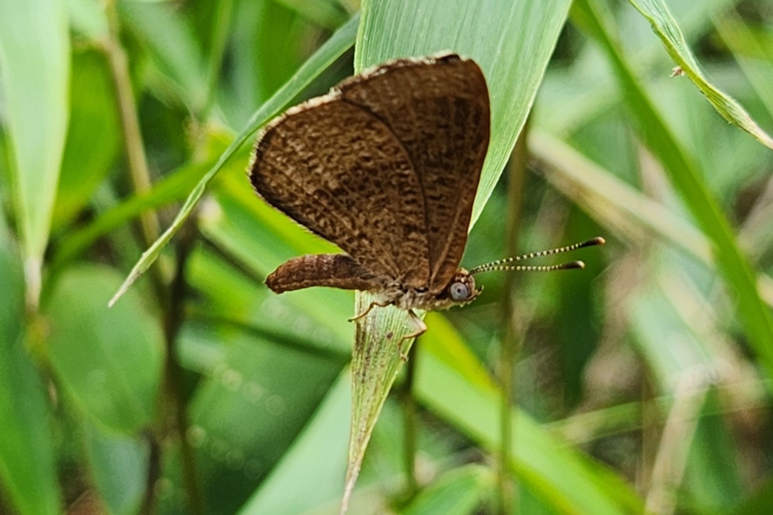 Borboleta ameaçada de extinção é registrada pela primeira vez no Espírito Santo
