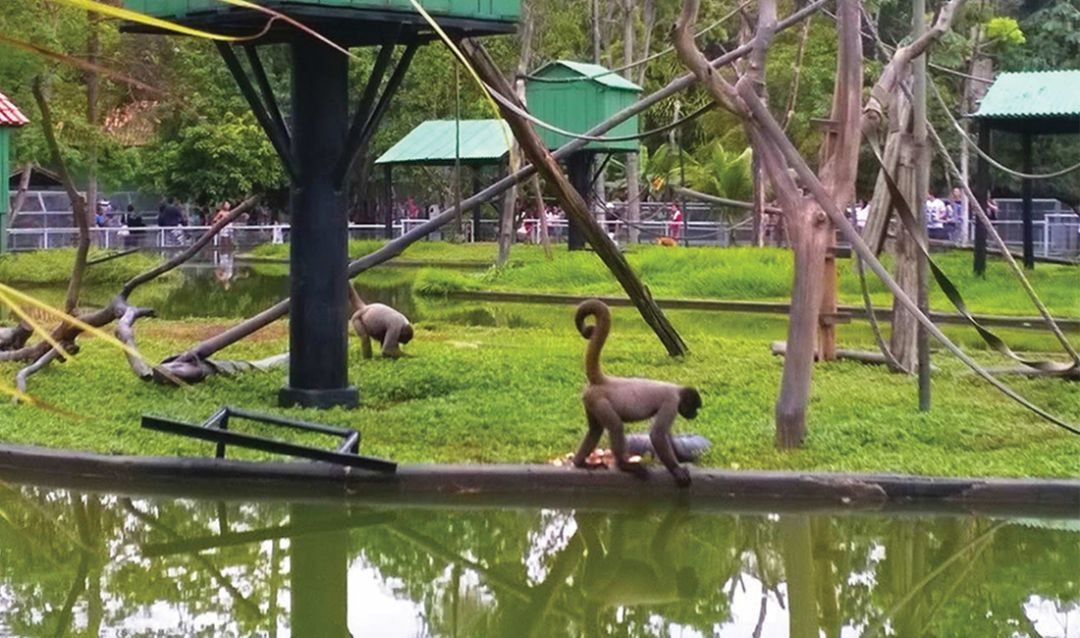 Conheça 6 zoológicos na Amazônia Legal que ajudam na conservação de animais e plantas