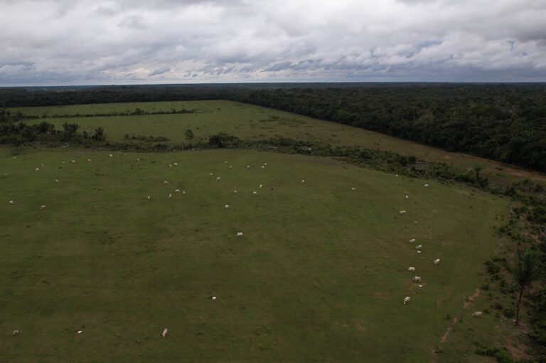 Desmatamento na Amazônia cai 63% no primeiro bimestre de 2024