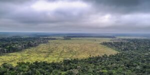 Entenda como o mau uso da floresta compromete a vida no planeta