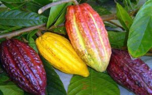 Semana-do-Cacau_002-foto-IRENE-MENDES-SECOM-RO