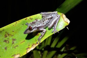 Estudo encontra riqueza de anfíbios e répteis em reserva no Espírito Santo 