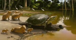 20240315_tartaruga_20240316-170317_1