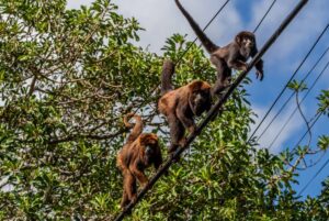 Bugios seguem morrendo devido à falta de medidas de proteção da CEEE Equatorial