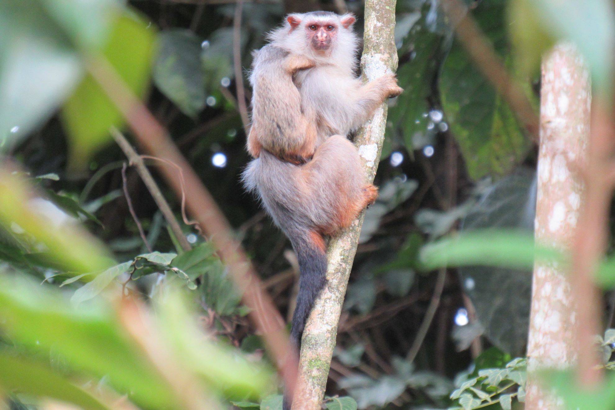 Lar ingrato: o drama dos macacos no Arco do Desmatamento
