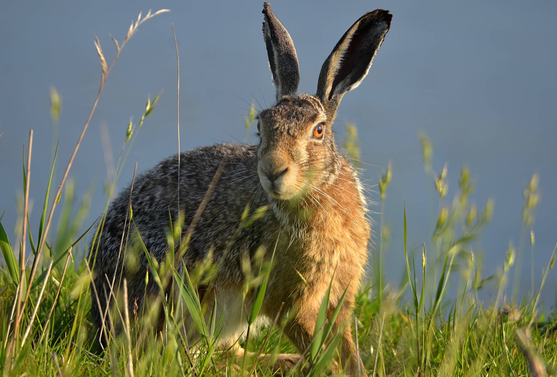 Lebrão invade o Brasil no rastro do desmatamento
