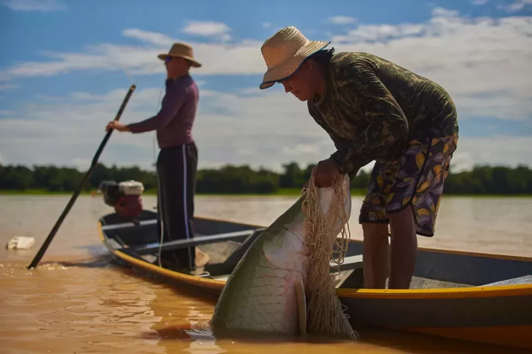 Mais de R$ 400 mil: venda de pirarucu e tambaqui de manejo gera renda para pescadores no Amazonas