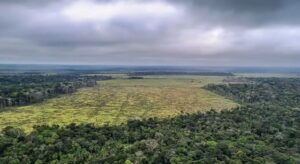 Mau uso de florestas contribuem para o aquecimento global; Amazônia está incluída