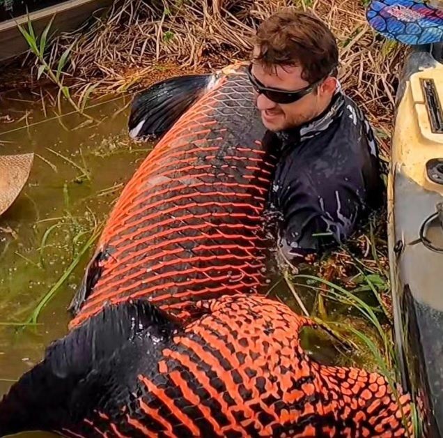 Pescador vence “briga” e fisga pirarucu com mais de dois metros e 130 quilos em Rondônia