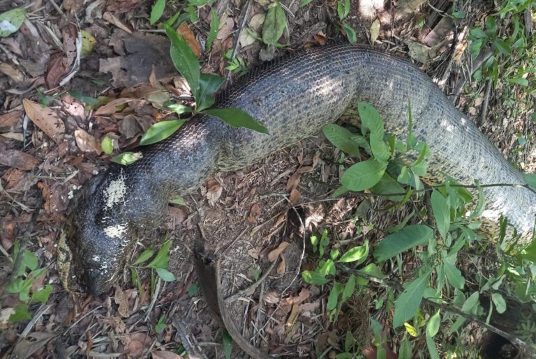 Polícia ambiental não encontra vestígios de bala em sucuri morta em Bonito