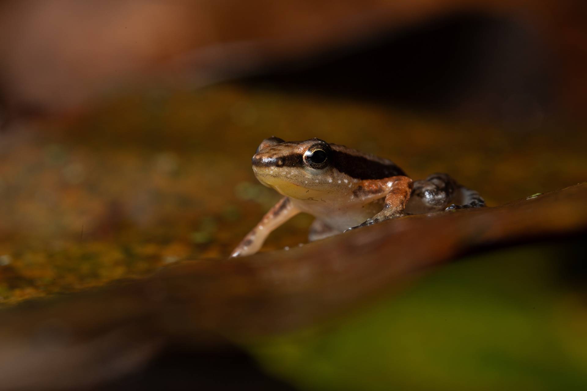 Projeto busca transformar o sapo-foguetinho em símbolo para a conservação do Cerrado