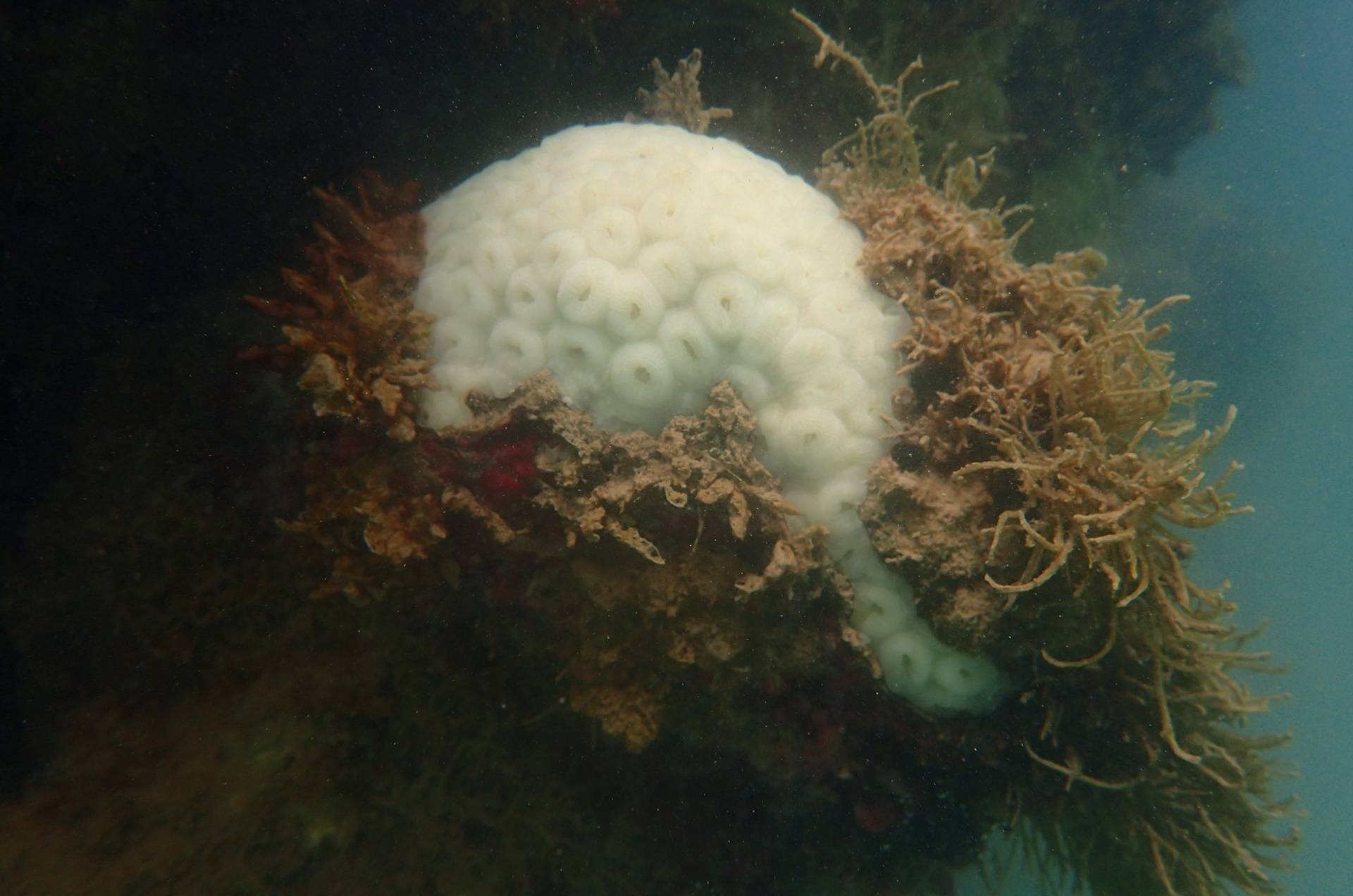 Quarto branqueamento em massa dos recifes de corais já atinge o Brasil