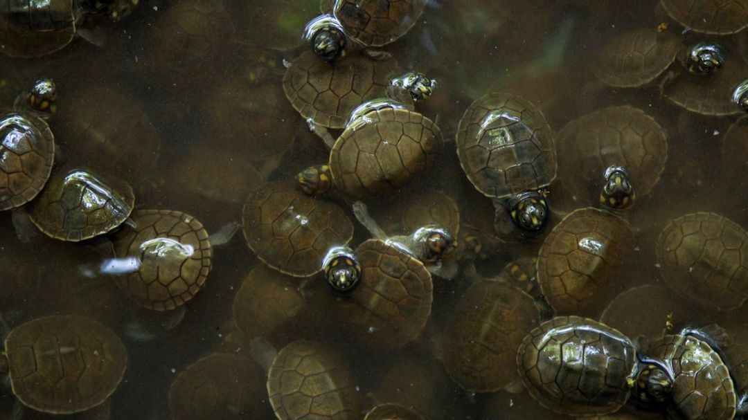 Ribeirinhos de comunidade no oeste do Pará se unem para preservar tartarugas na Amazônia