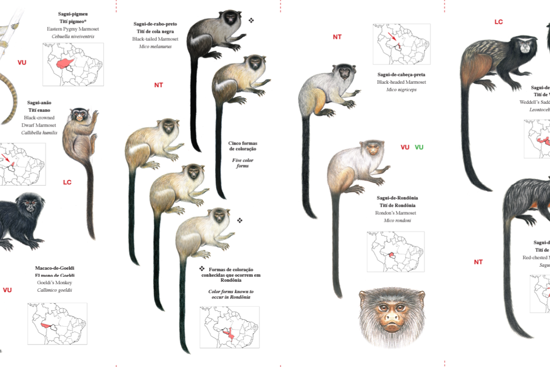 Rondônia ganha guia ilustrado de primatas