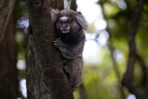 Siss-Geo: dez anos em que ciência cidadã ajuda no monitoramento da fauna e de doenças