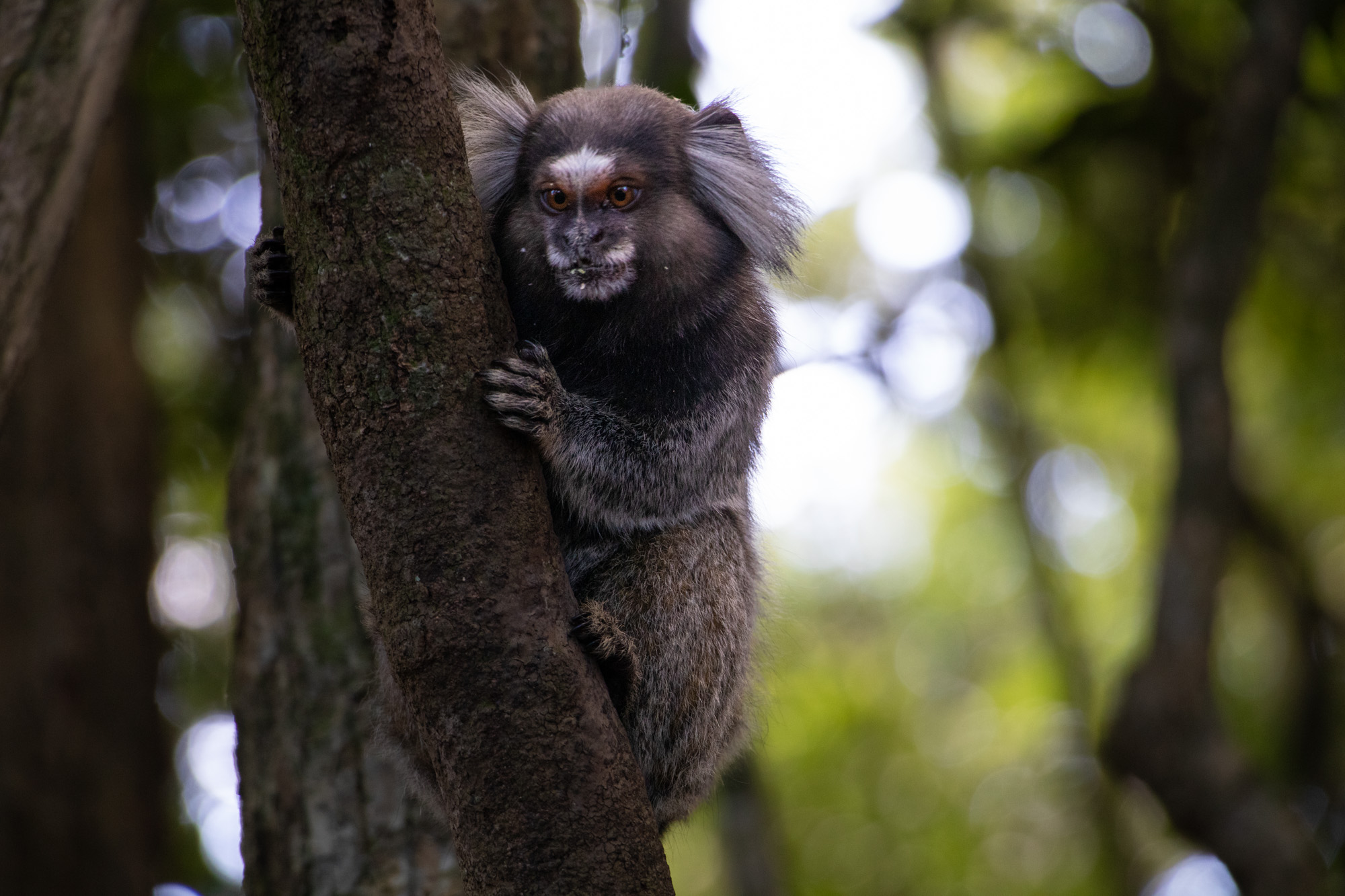 Siss-Geo: dez anos em que ciência cidadã ajuda no monitoramento da fauna e de doenças