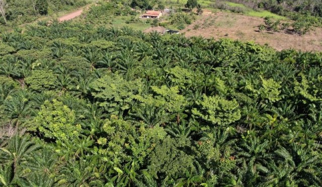 Sistemas Agroflorestais do Pará promovem integração da floresta com agricultura