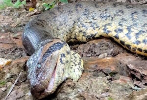 Sucuri gigante é encontrada morta em Bonito, no Mato Grosso do Sul