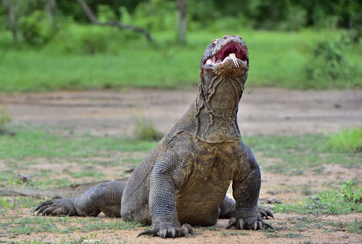 5 animais que muita gente acha que não são reais
