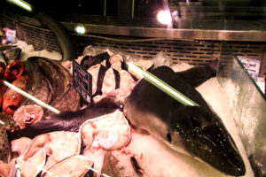 83% das espécies de raias e tubarões comercializadas no Brasil estão ameaçadas