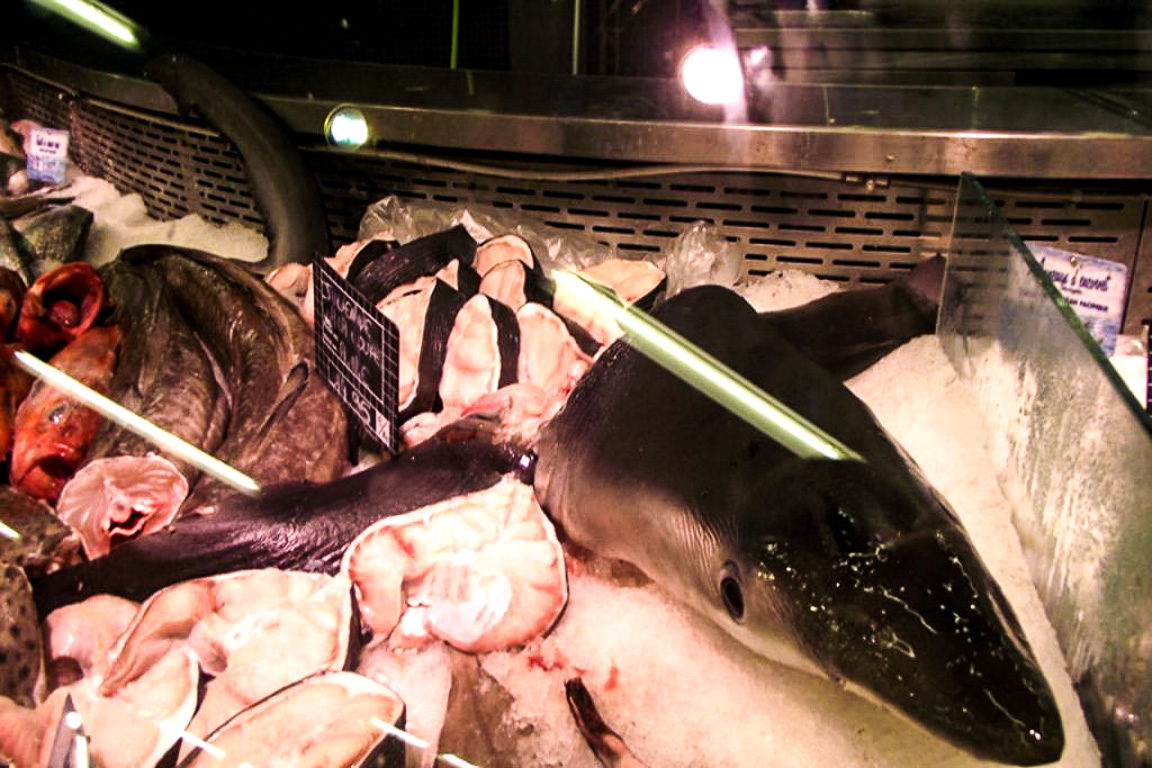 83% das espécies de raias e tubarões comercializadas no Brasil estão ameaçadas