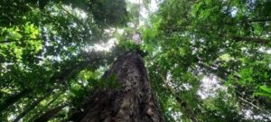 Amazônia Que eu Quero: bioeconomia é ferramenta para manter soberania e sustentabilidade na região