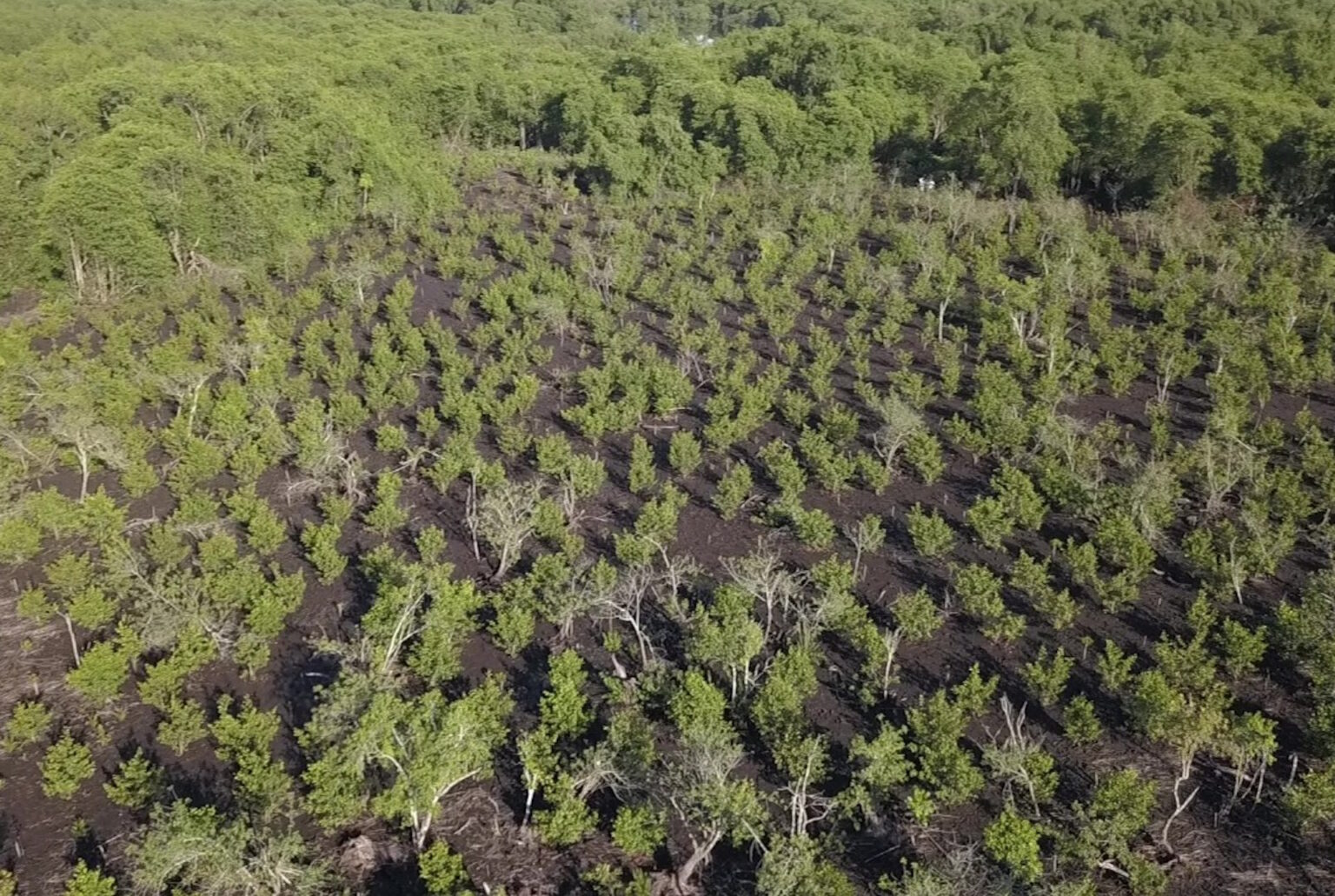 Área de mangue bem conservado cresce 33% na APA Guapi-Mirim, na Baía de Guanabara