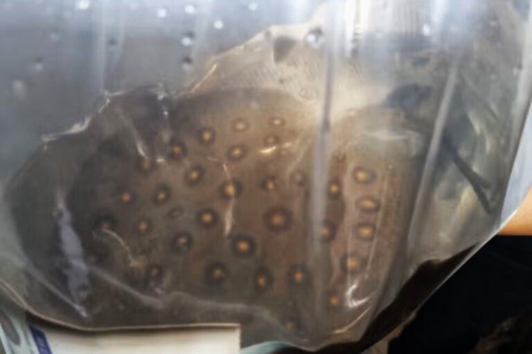 Arraias são declaradas como tucunarés em flagra de tráfico