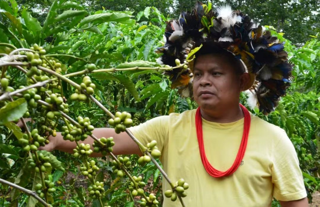 Através do cultivo de frutos nativos, povo Paiter Suruí reverteu desmatamento da Terra Indígena Sete de Setembro