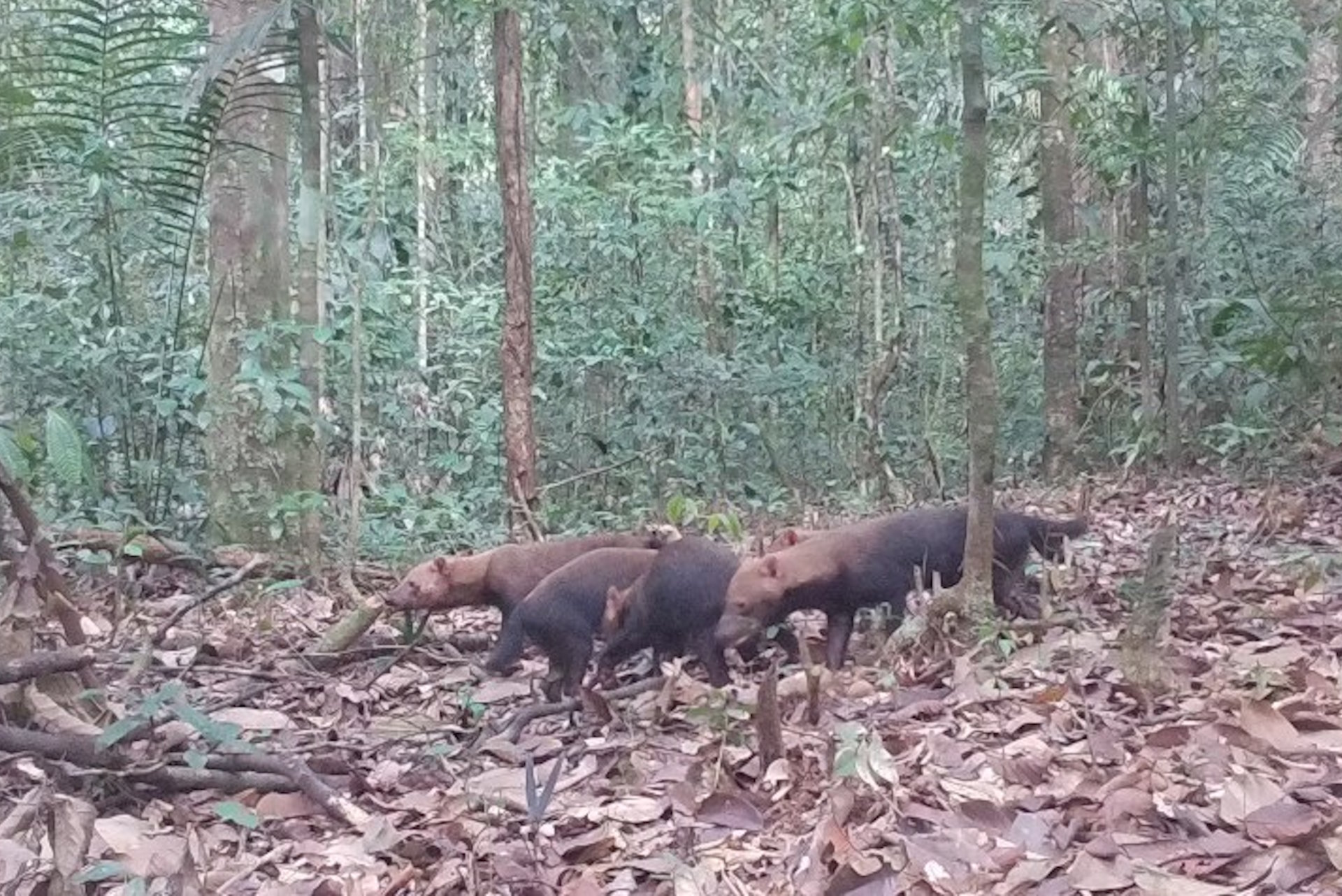 Cachorros-vinagres são fotografados no maior parque federal do país