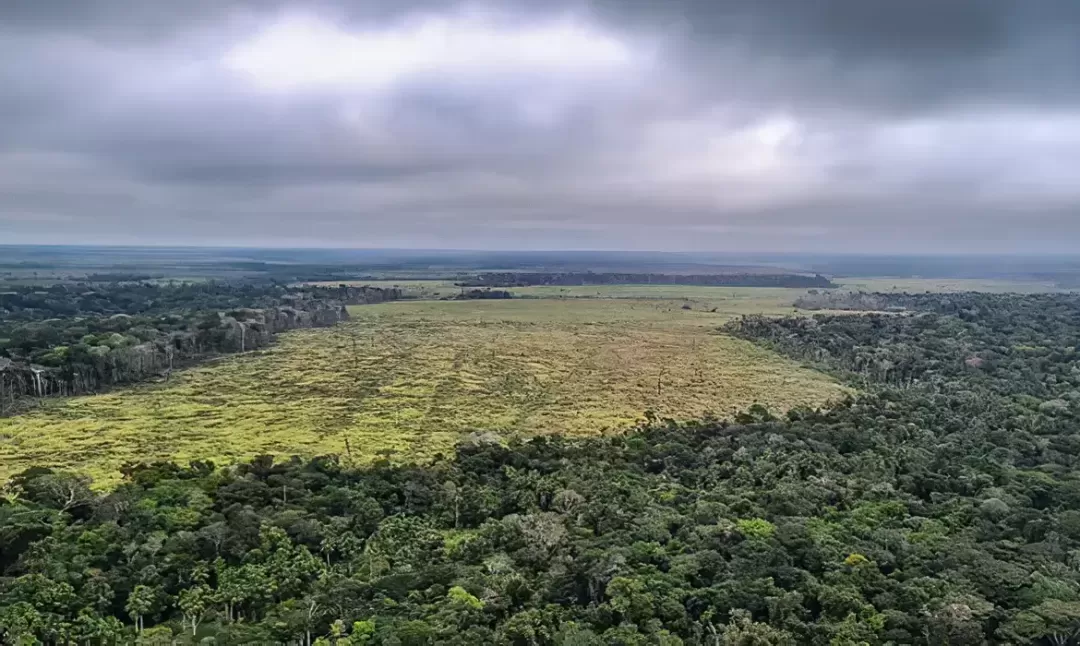 Cobertura florestal mundial perde 3,7 milhões de hectares em 2023