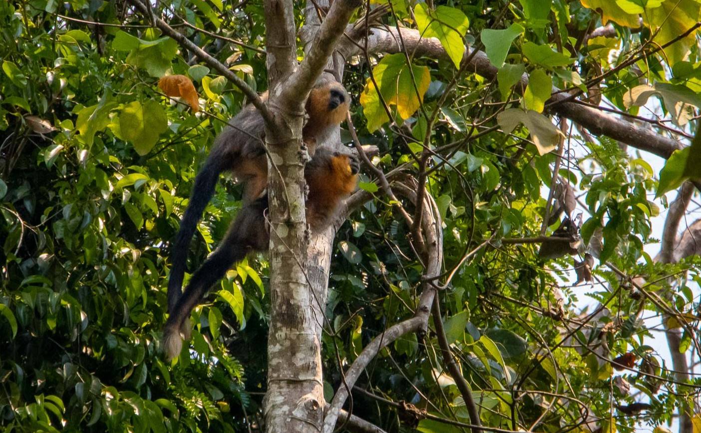 Corredor florestal dá esperança a casal isolado de um dos macacos mais ameaçados do mundo