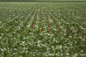 Crise do clima encolherá produção e aumentará emissões no Cerrado