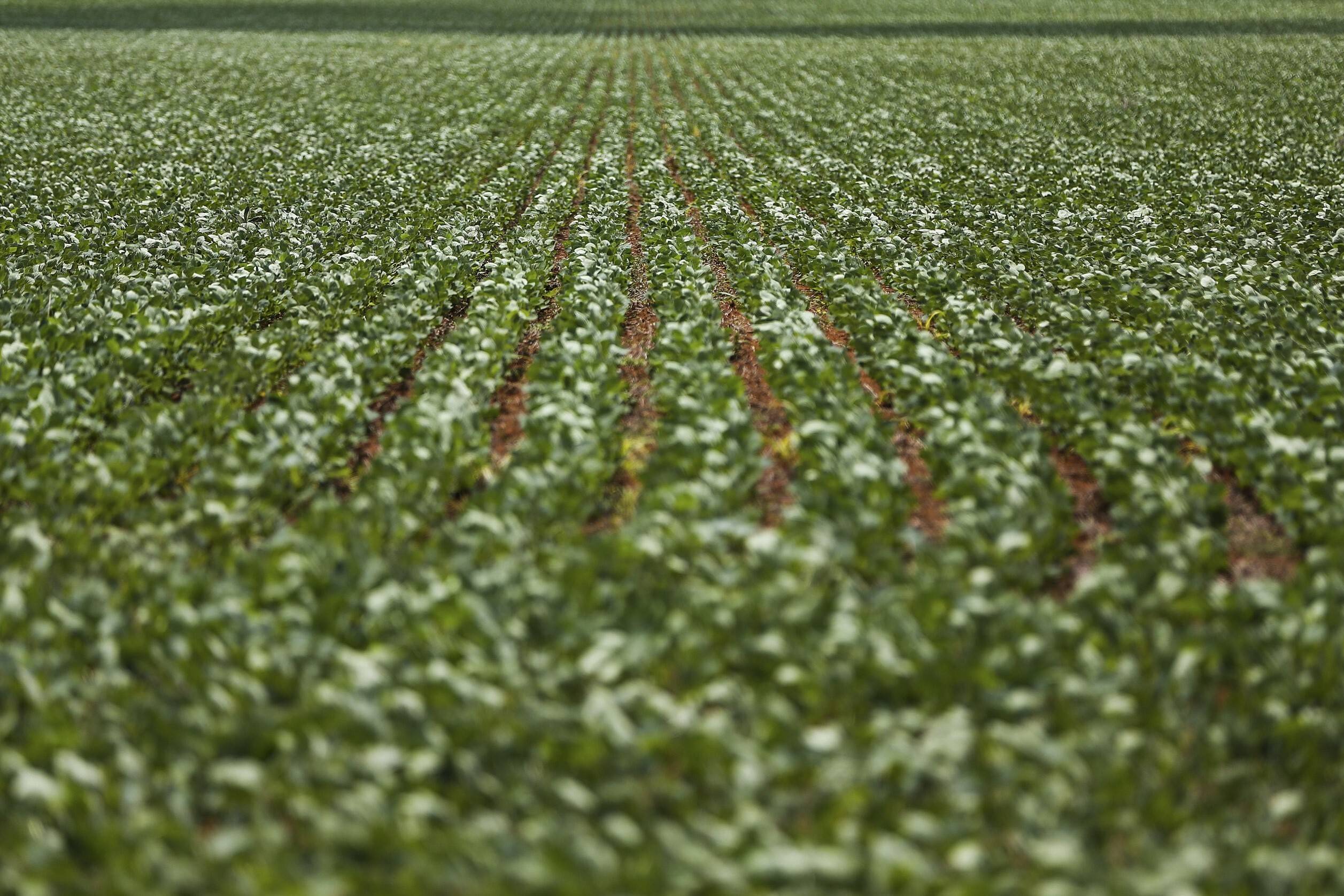 Crise do clima encolherá produção e aumentará emissões no Cerrado
