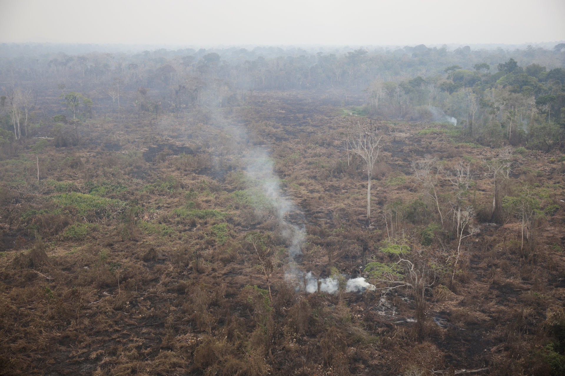 Degradação florestal na Amazônia aumenta quase 5.000% em março