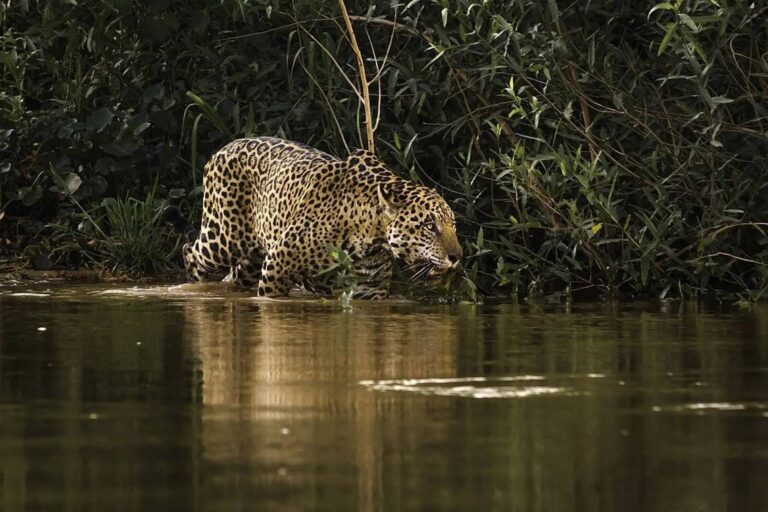 Destruição do Cerrado emperra mega corredor da onça-pintada