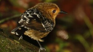 Diversidade genética de pássaros na Amazônia foi reduzida em função de mudanças climáticas