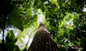 Ecossistema de inovação da Amazônia Legal vai receber investimento de R$ 4,2 milhões