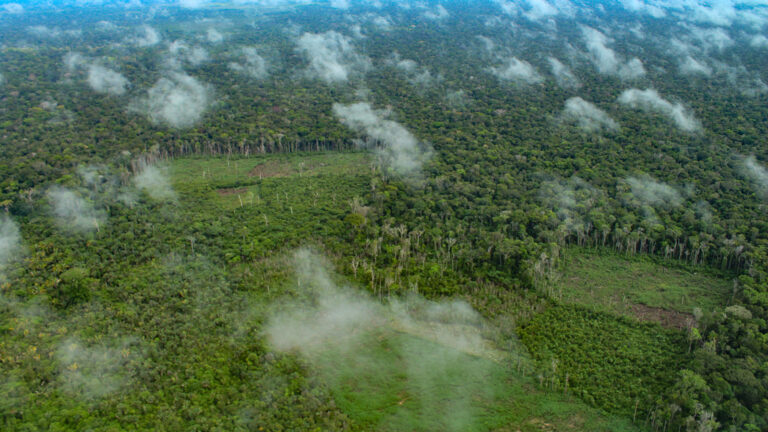Extrativistas do rio Manicoré denunciam desmatamento acelerado